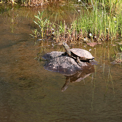 Moorse beekschildpad